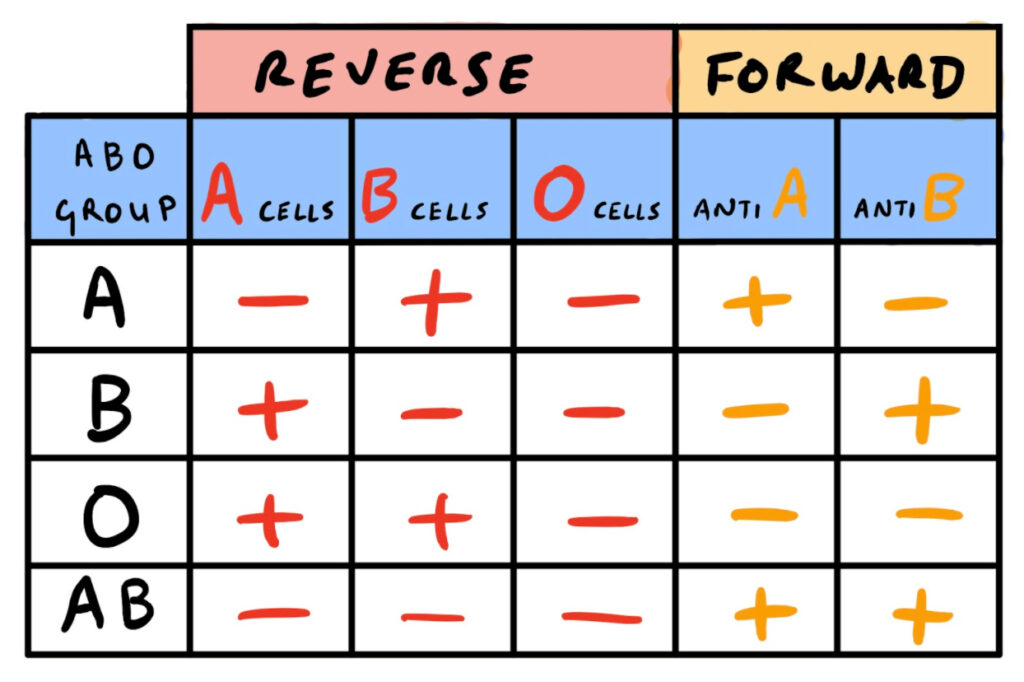 The Essentials of Pre-Transfusion Testing