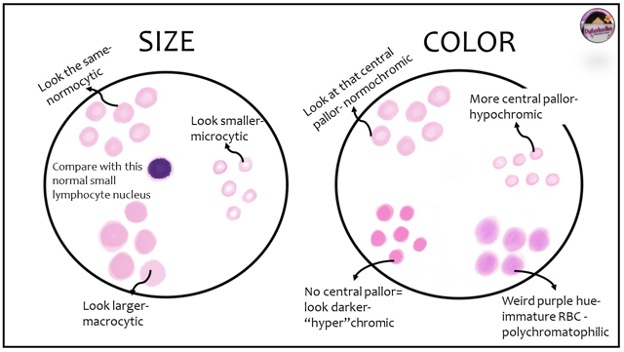 The Blood Smear