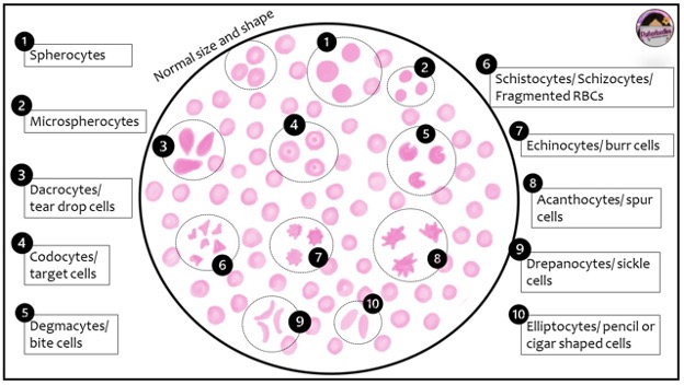 The Blood Smear