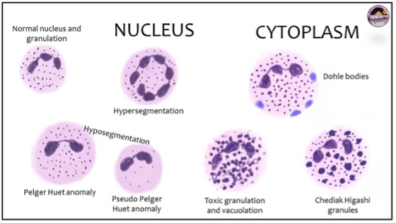 The Blood Smear